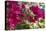 Bougainvillea Flowers, Grand Cayman, Cayman Islands, British West Indies-Lisa S^ Engelbrecht-Premier Image Canvas