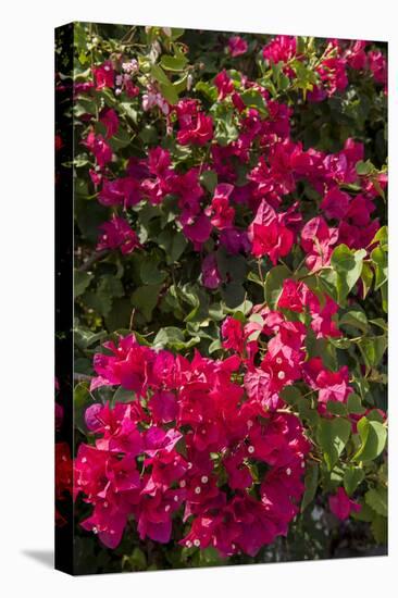 Bougainvillea Flowers, Grand Cayman, Cayman Islands, British West Indies-Lisa S^ Engelbrecht-Premier Image Canvas