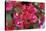 Bougainvillea Flowers-Johnny Greig-Premier Image Canvas