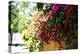 Bougainvillea on the Wall-Steve Ash-Premier Image Canvas