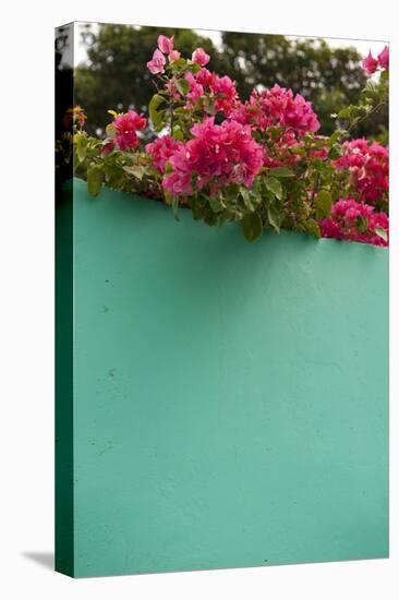 Bougainvillea, Tropical Flowers, Roatan, Honduras-Lisa S. Engelbrecht-Premier Image Canvas