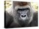 Boulas the Silverback Male Gorilla at Belfast Zoo, July 2001-null-Premier Image Canvas