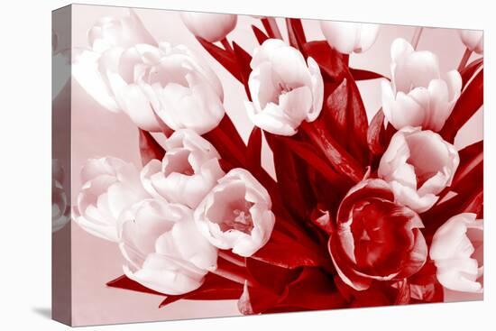 Bouquet from Several Tulips of Monochrome Red Color-malven-Premier Image Canvas