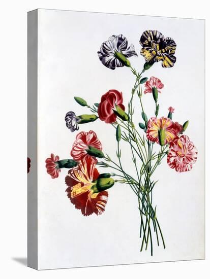 Bouquet of Carnations, from 'Collection Des Fleurs Et Des Fruits D'Apres Nature', Published 1805-Jean-Louis Prevost-Premier Image Canvas