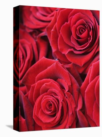 Bouquet of Red Roses-Clive Nichols-Premier Image Canvas