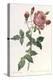 Bouquet of Rose, Anemone and Clematis-Pierre-Joseph Redouté-Premier Image Canvas