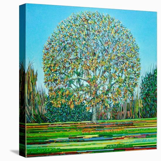 Bow Tree Autumn-Noel Paine-Premier Image Canvas