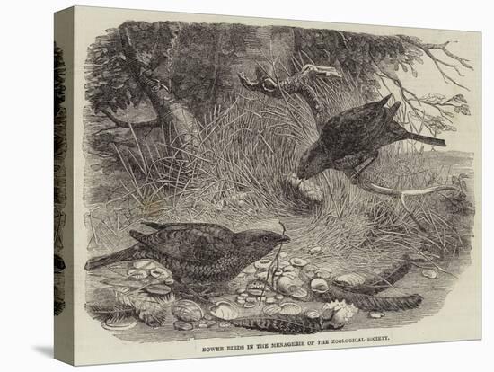 Bower Birds in the Menagerie of the Zoological Society-null-Premier Image Canvas