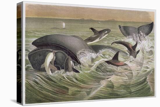 Bowhead and Killer Whales, Plate from "Brehms Tierleben: Allgemeine Kunde Des Tierreichs", Vol.3,…-German School-Premier Image Canvas