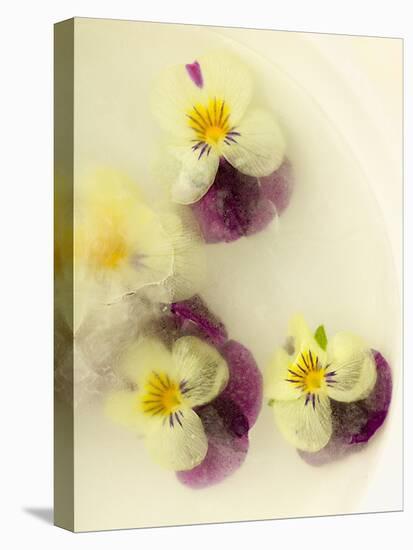 Bowl Filled with Frozen Water and Little Violets-Anyka-Premier Image Canvas
