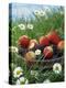 Bowl of Strawberries and Blackberries in Grass with Daisies-Linda Burgess-Premier Image Canvas