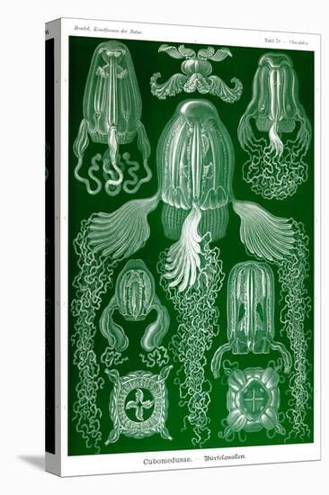 Box Jelly Fish-Ernst Haeckel-Stretched Canvas