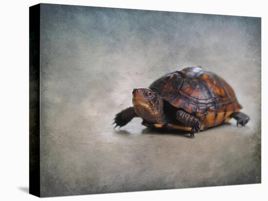 Box Turtle Portrait-Jai Johnson-Premier Image Canvas