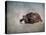 Box Turtle Portrait-Jai Johnson-Premier Image Canvas