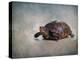 Box Turtle Portrait-Jai Johnson-Premier Image Canvas