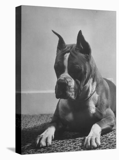 Boxer Bang Away, of Sirrah Crest, Posing for Photograph-null-Premier Image Canvas