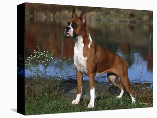 Boxer Dog, Illinois, USA-Lynn M^ Stone-Premier Image Canvas