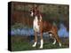 Boxer Dog, Illinois, USA-Lynn M^ Stone-Premier Image Canvas