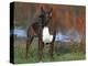 Boxer Dog, Illinois, USA-Lynn M. Stone-Premier Image Canvas