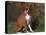 Boxer Dog Sitting, Illinois, USA-Lynn M. Stone-Premier Image Canvas