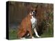 Boxer Dog Sitting, Illinois, USA-Lynn M. Stone-Premier Image Canvas