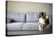 Boxer Mix Dog Laying on Gray Sofa at Home Looking in Window-Anna Hoychuk-Premier Image Canvas