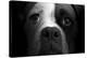 Boxer Pup-Lori Hutchison-Stretched Canvas