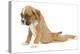 Boxer Puppy in Studio Sitting with Back-null-Premier Image Canvas