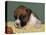 Boxer Puppy, USA-Lynn M. Stone-Premier Image Canvas