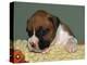 Boxer Puppy, USA-Lynn M. Stone-Premier Image Canvas