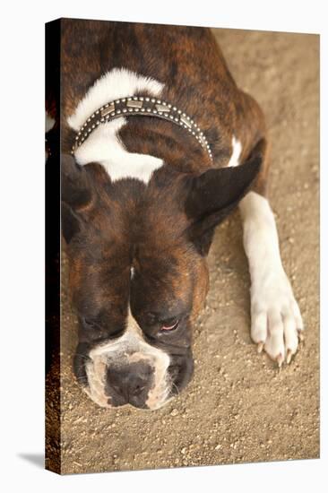 Boxer-Karyn Millet-Premier Image Canvas