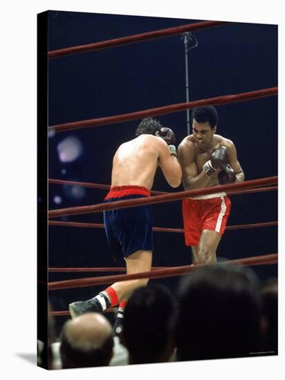 Boxers Cassius Clay and Oscar Bonavena Fighting at Madison Square Garden-Bill Ray-Premier Image Canvas