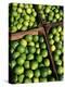 Boxes of Limes, Oxkutzcab Market, Yucatan, Mexico-Paul Harris-Premier Image Canvas