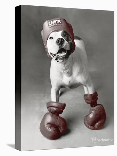 Boxing Dog-Rachael Hale-Stretched Canvas