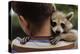 Boy Holding a Raccoon-William P. Gottlieb-Premier Image Canvas