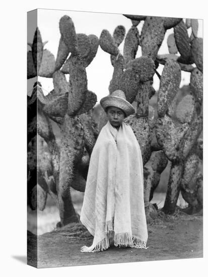 Boy in Front of a Cactus, State of Veracruz, Mexico, 1927-Tina Modotti-Premier Image Canvas