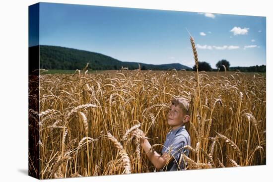 Boy Standing in Field of Wheat-William P. Gottlieb-Premier Image Canvas