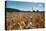 Boy Standing in Field of Wheat-William P. Gottlieb-Premier Image Canvas