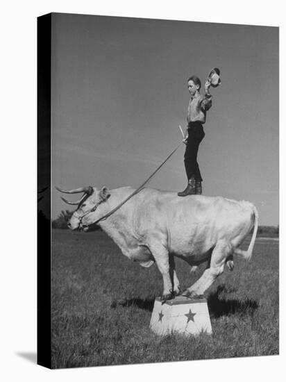 Boy Standing on Shorthorn Bull at White Horse Ranch-William C^ Shrout-Premier Image Canvas