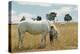 Boy Standing with Horse in a Field-William P. Gottlieb-Premier Image Canvas