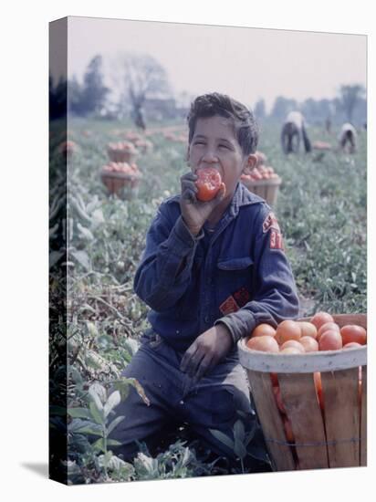 Boy Wearing an Old Scout Shirt, Eating Tomato During Harvest on Farm, Monroe, Michigan-John Loengard-Premier Image Canvas