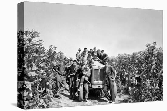 Boys on a Tractor on a Tobacco Field-Sergio del Grande-Premier Image Canvas