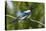 Bozeman, Montana, USA. Black-billed magpie vocalizing.-Janet Horton-Premier Image Canvas