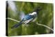 Bozeman, Montana, USA. Black-billed magpie vocalizing.-Janet Horton-Premier Image Canvas