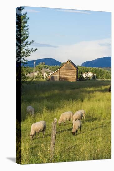 Bozeman, Montana, View of Sheep and Barn in Beautiful Green Fields-Bill Bachmann-Premier Image Canvas