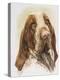 Bracco Italiano-Barbara Keith-Premier Image Canvas