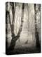 Bracken Woods II-Craig Roberts-Premier Image Canvas