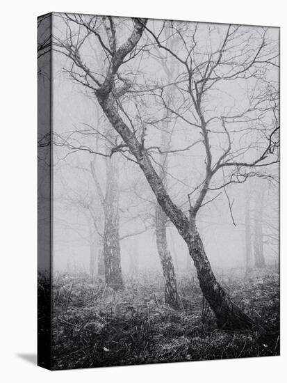 Bracken Woods-Craig Roberts-Premier Image Canvas