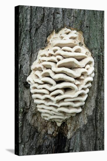 Bracket Fungus-Lawrence Lawry-Premier Image Canvas