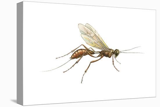 Braconid (Braconidae), Wasp, Insects-Encyclopaedia Britannica-Stretched Canvas